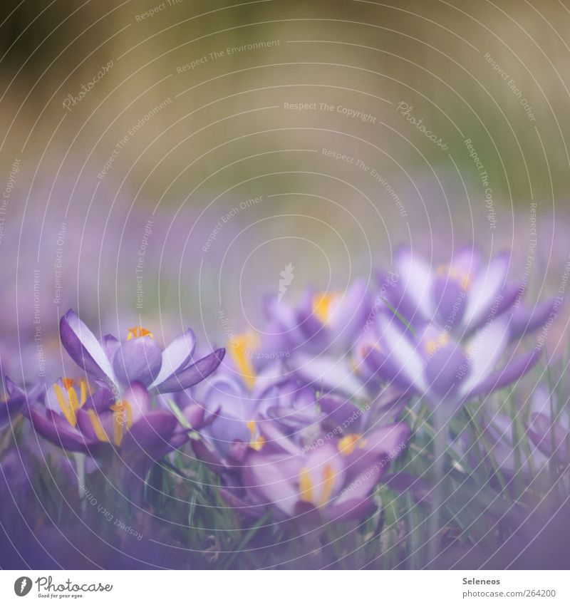 SPRING MESSENGERS Environment Nature Landscape Spring Beautiful weather Plant Flower Grass Leaf Blossom Crocus Meadow Blossoming Growth Natural Colour photo