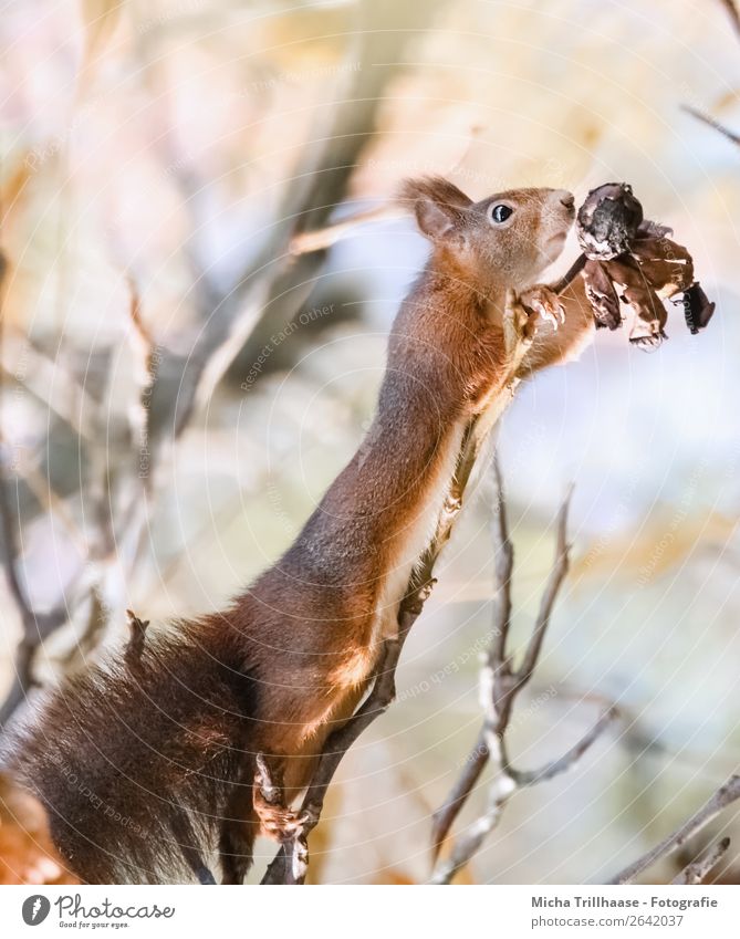 Squirrel stretches for a nut Fruit Nut Walnut Nature Animal Sunlight Beautiful weather Tree Wild animal Animal face Pelt Claw Paw Ear Nose Muzzle 1 Discover