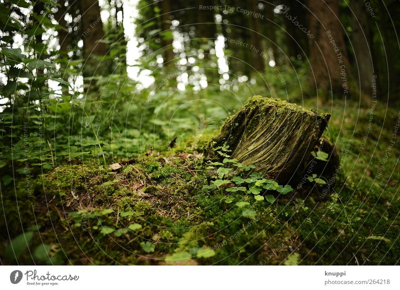 fairytale forest Environment Nature Plant Sunlight Summer Beautiful weather Tree Bushes Moss Wild plant Forest Growth Old Green Black Tree trunk Tree stump