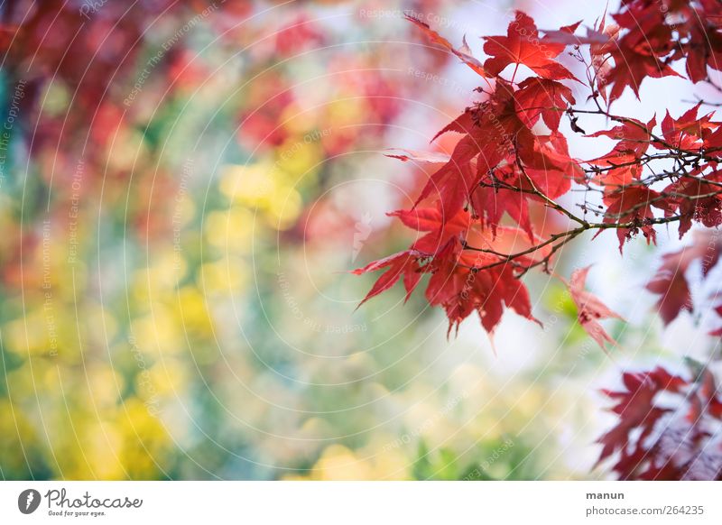 maple red-yellow Nature Spring Tree Leaf Twigs and branches Maple branch Maple tree Spring fever Colour photo Exterior shot Deserted Copy Space left