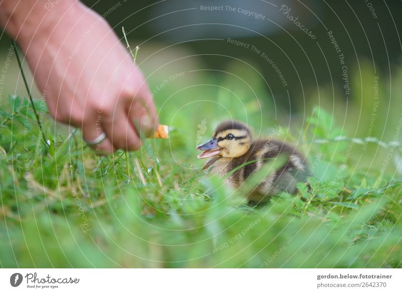 friendships Body Hand Nature Spring Grass Meadow goose chicks 1 Animal Feeding To enjoy Happy Blue Brown Gold Gray Green Orange Black White Contentment