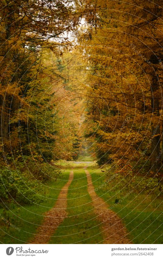 go this way Nature Landscape Plant Earth Sand Sky Sunlight Autumn Beautiful weather Tree Grass Bushes Wild plant Forest Observe Fantastic Emotions Moody Happy