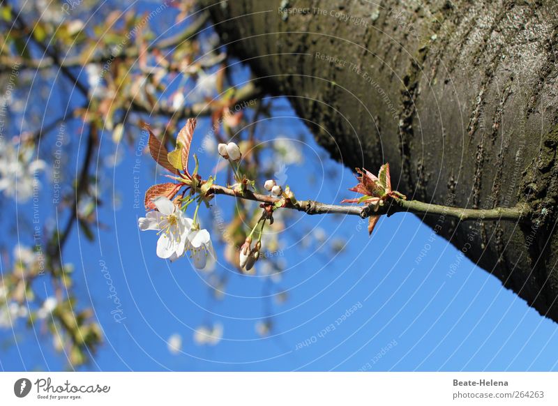 early spring Fruit Nature Spring Beautiful weather Tree Blossom Agricultural crop Garden Field Blossoming Illuminate Esthetic Blue White Happy Spring fever