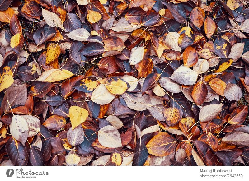 Decaying leaves, time passing concept. Garden Wallpaper Environment Nature Autumn Climate change Leaf Park Forest Brown Orange Death Loneliness Colour Fiasco