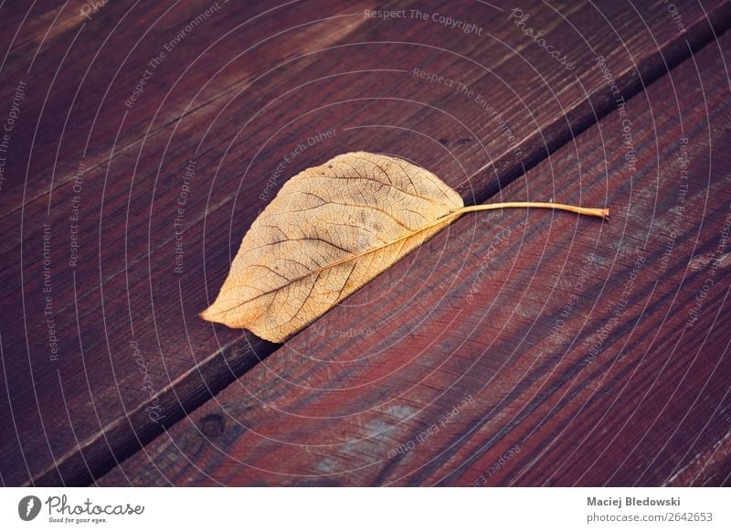 Dried leaf on a wooden table. Nature Autumn Leaf Old Sadness Retro Brown Loneliness Uniqueness End Disappointment Nostalgia Moody Death Grief Dream Past Lose