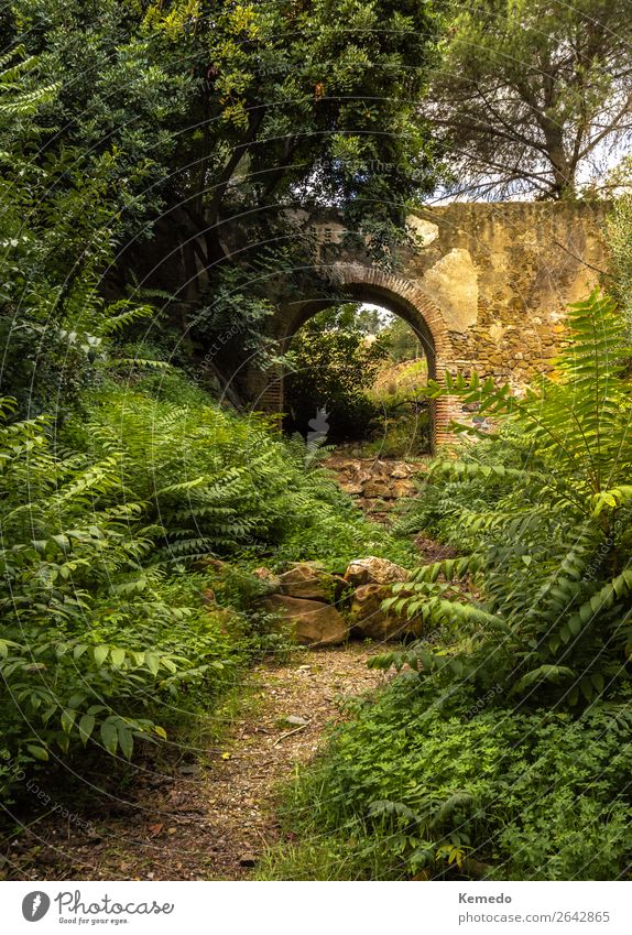 Path to the ruins of an aqueduct in a forest full of vegetation. Exotic Beautiful Wellness Relaxation Calm Meditation Vacation & Travel Adventure Freedom