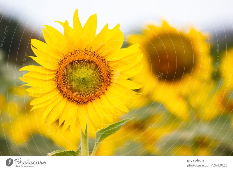 Beautiful of a Sunflower agriculture Asia blooming Blossom Bright calcium Close-up combination extracted field Floral Flower Garden hair landmark Landscape
