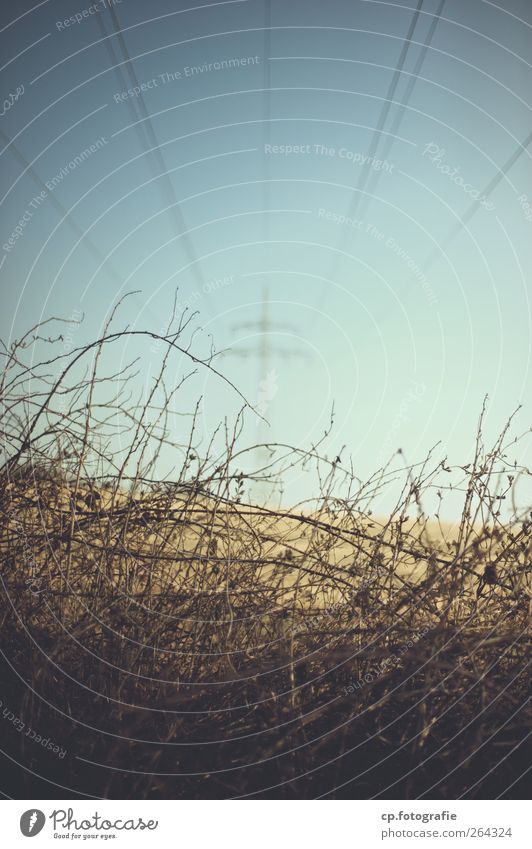 difficult path Nature Plant Cloudless sky Spring Beautiful weather Bushes Town Power transmission High voltage power line Thorn Prickly bush Morning