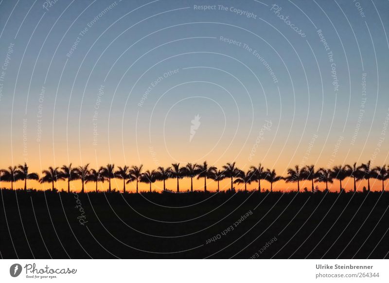 Counting palm trees Vacation & Travel Tourism Environment Nature Landscape Plant Sky Cloudless sky Night sky Horizon Sunrise Sunset Beautiful weather Tree