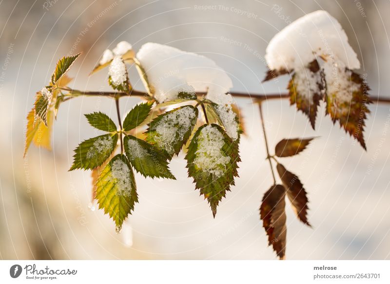Leaves with snow cover II Environment Nature Drops of water Sunlight Winter Climate Beautiful weather Ice Frost Snow Plant Leaf Twigs and branches Forest