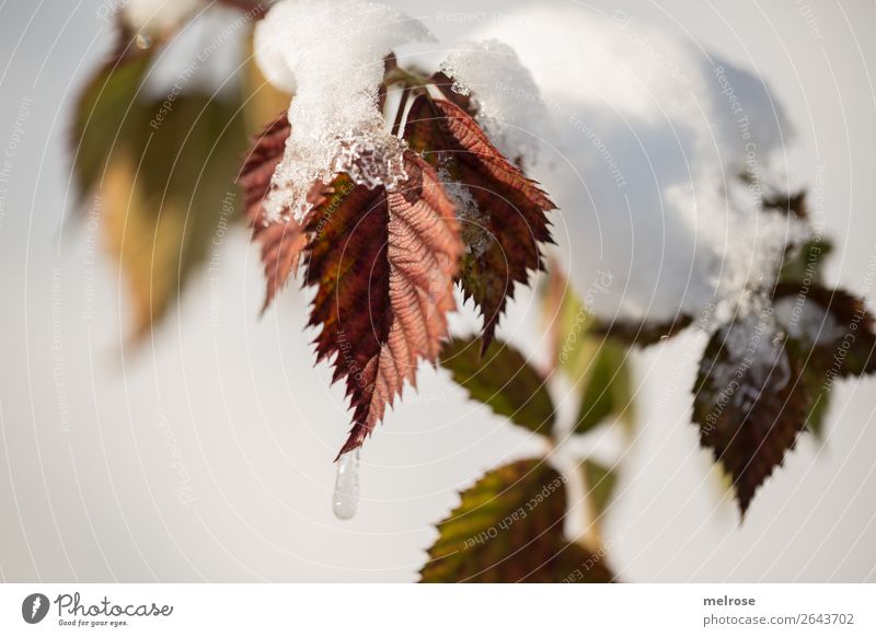 Leaves with snow cover Nature Sunlight Winter Beautiful weather Ice Frost Snow Plant Tree Leaf Twigs and branches Forest Alpina snowcap coloured leaves Covered