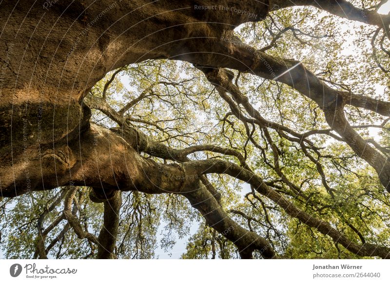 Cork tree Vacation & Travel Tourism Trip Adventure Summer Hiking Environment Nature Plant Sunlight Spring Beautiful weather Tree Cork oak Park Forest Growth