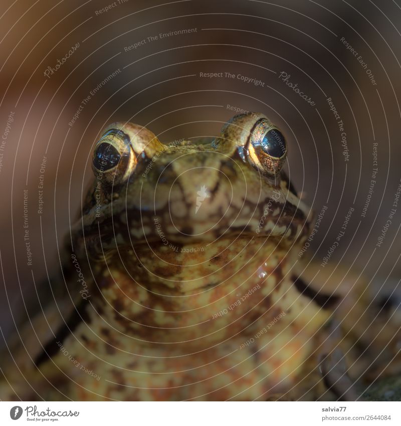 frog eyes Environment Nature Bog Marsh Pond Animal Frog Animal face Animal tracks Frogs Frog eyes Amphibian 1 Observe Brown Looking Colour photo Subdued colour