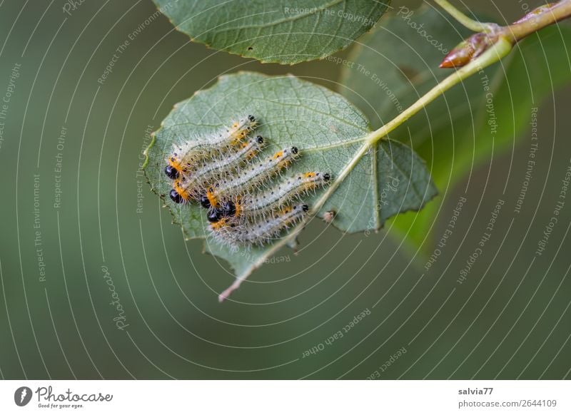 five on one sheet Environment Nature Plant Animal Tree Leaf Rachis Underside of a leaf Forest Caterpillar Group of animals To feed Fresh Small Juicy Green