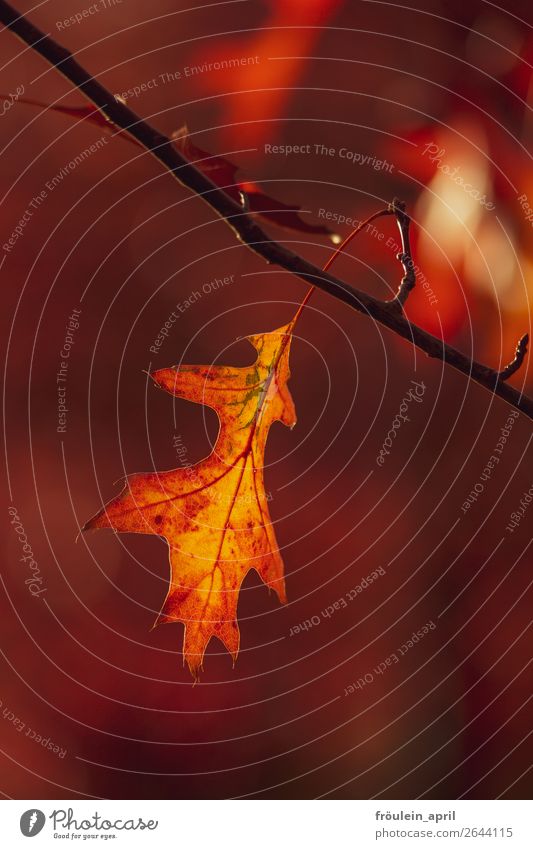 SMALL FLAME. Nature Autumn Beautiful weather Leaf Park Warmth Yellow Orange Serene Moody Transience Change Portrait format Twig Colour photo Copy Space top