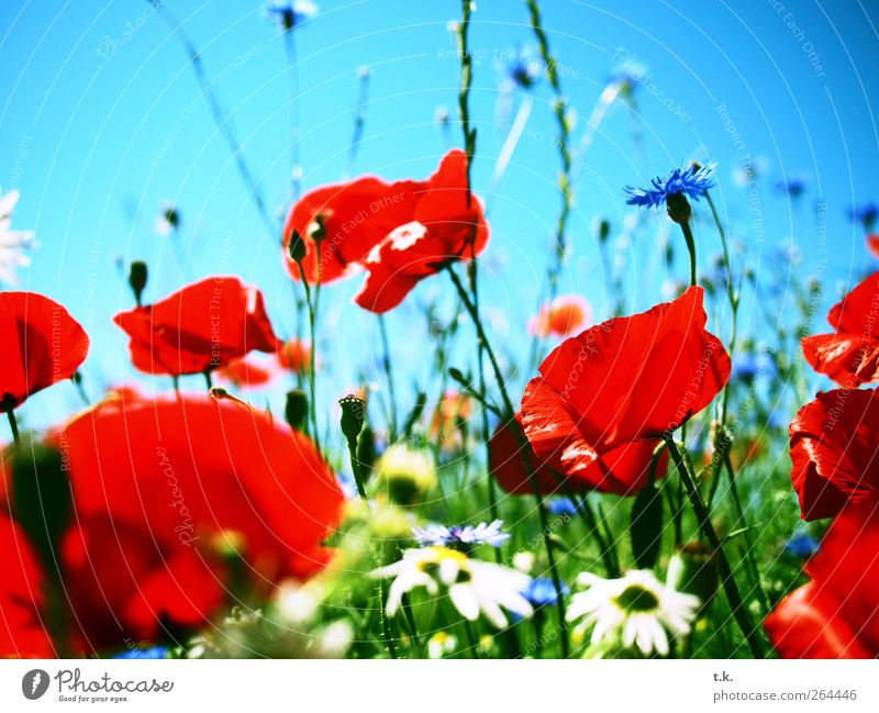 poppy landscape Nature Plant Cloudless sky Sunlight Summer Beautiful weather Flower Blossom Poppy field Cornflower Marguerite Meadow Blossoming Fragrance Bright