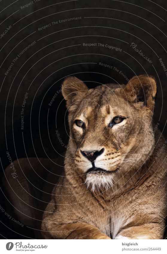 Lioness II Animal Animal face 1 Lie Looking Beautiful Soft Brown Attentive Watchfulness Serene Calm Colour photo Exterior shot Deserted Copy Space top