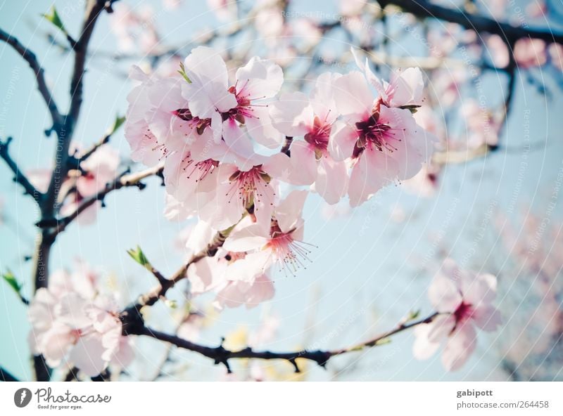 Almond paste and lightness Environment Nature Plant Sky Spring Flower Blossom Exotic Almond blossom Blossoming Fragrance Beautiful Blue Pink Spring fever