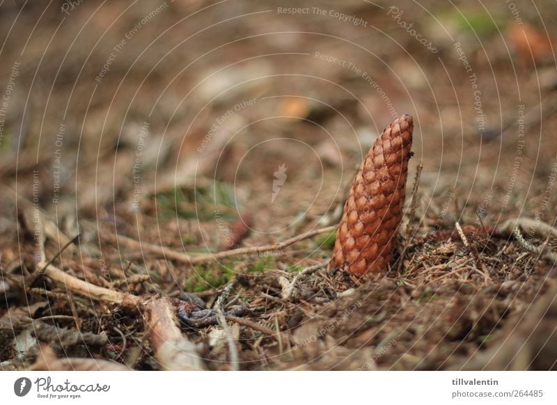 tattoo Environment Landscape Earth Plant Moss Cone Forest Ground Fir needle Coniferous forest Dry Under Wild Brown Branch Inverted Opposite Stand Colour photo