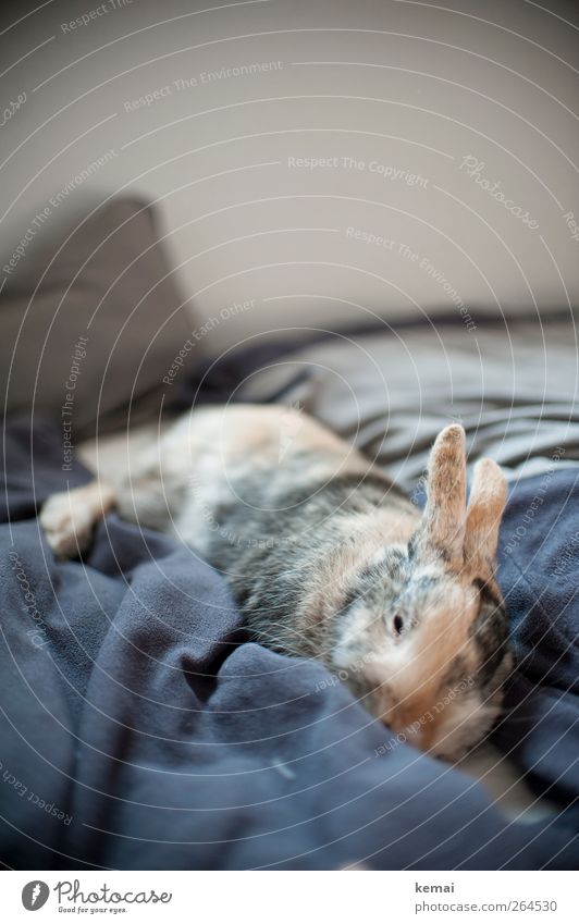 tired warrior Flat (apartment) Bed Bedroom Animal Pet Pelt Hare & Rabbit & Bunny pygmy hare rabbit Pygmy rabbit 1 Relaxation Lie Sleep Dream Cute Fatigue