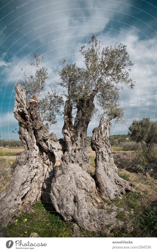 Olive old man Food Environment Nature Landscape Plant Sky Clouds Summer Climate Climate change Beautiful weather Tree Agricultural crop Tree trunk Tree bark