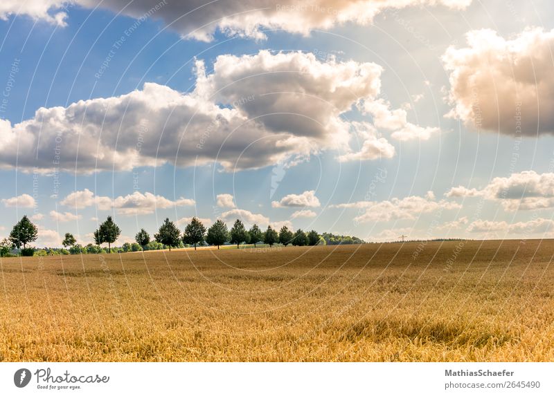 Old army road Landscape Sky Clouds Sun Sunlight Summer Warmth Tree Agricultural crop Field Esthetic Blue Brown Yellow Gold Colour photo Exterior shot Deserted