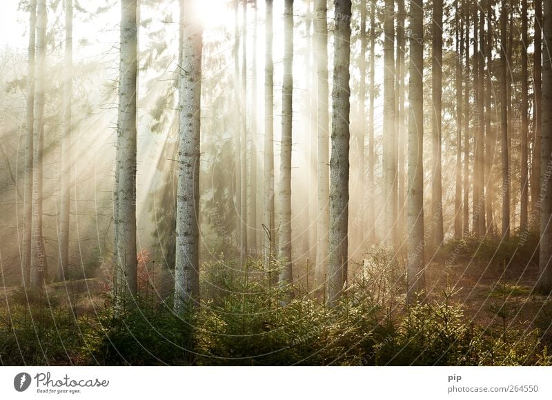 sunrise Nature Plant Sun Sunrise Sunset Sunlight Beautiful weather Tree Spruce Fir tree Tree trunk Coniferous forest Forest Fresh Environment Calm Sunbeam Dawn