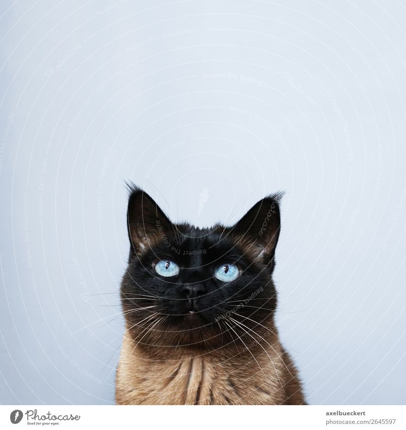 Cat with text space Animal Pet 1 Curiosity Background picture Siamese cat blue eyes Gaze Cute Looking Watchfulness Colour photo Interior shot Studio shot