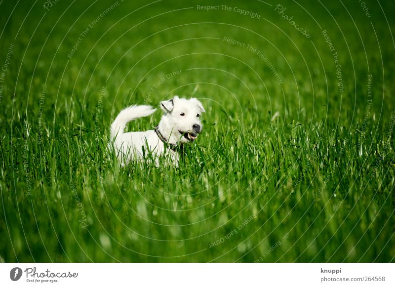 Frosty V Sun Sunlight Spring Grass Meadow Field Animal Pet Dog 1 Baby animal To enjoy Green White Colour photo Multicoloured Exterior shot Deserted