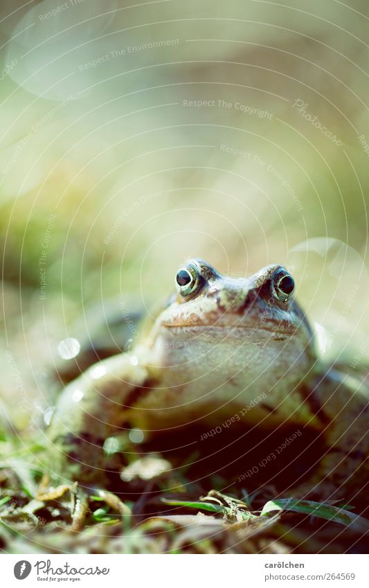 kiss me i'm a frog Animal Wild animal Frog Painted frog 1 Brown Green Frog Prince Looking into the camera Friendliness Curiosity Colour photo Multicoloured