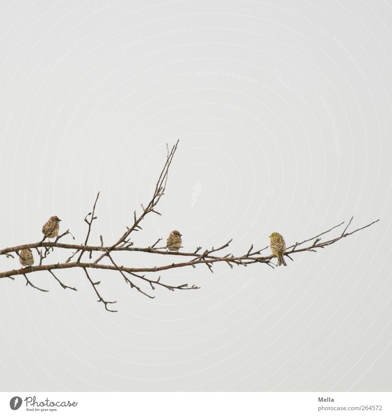 tongue in cheek Environment Nature Air Plant Branch Animal Bird Sparrow Finch 4 Group of animals Crouch Looking Sit Free Together Small Natural Cute Gloomy Gray