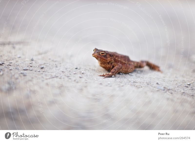 toad Animal Wild animal Frog 1 Free Rich Brown Gray Adventure Uniqueness Environment Wayside Nature Painted frog Colour photo Subdued colour Exterior shot