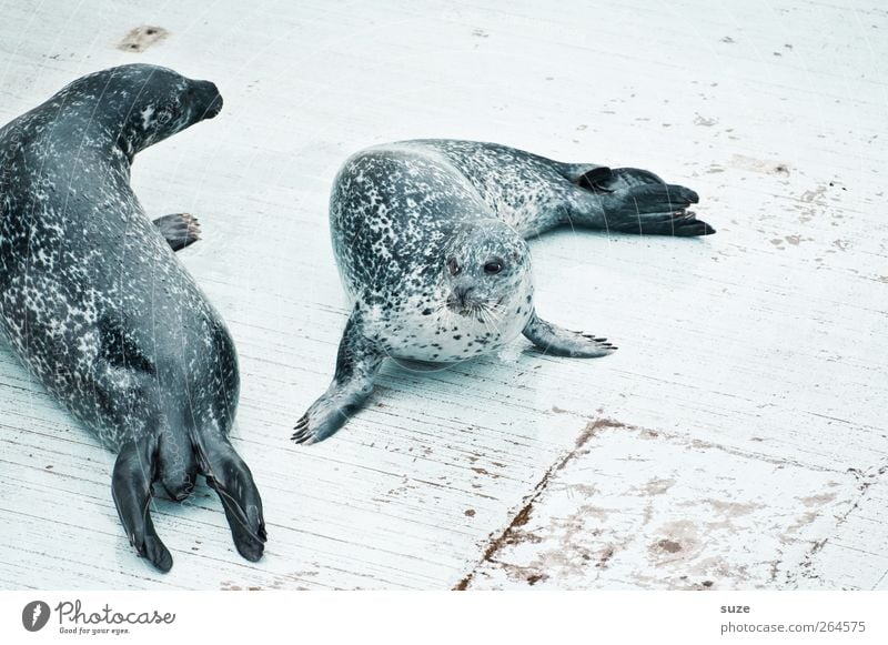 ringed seals Animal Wild animal 2 Pair of animals Lie Funny Curiosity Cute Harbour seal Seals Animal protection Head Footbridge Wooden floor Ringed seal Fin