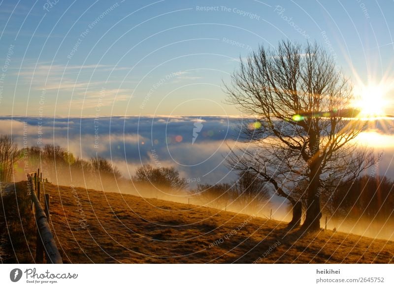 Sunrise on the Feldberg Vacation & Travel Tourism Trip Adventure Far-off places Freedom Mountain Hiking Nature Landscape Sky Clouds Horizon Autumn Fog Tree