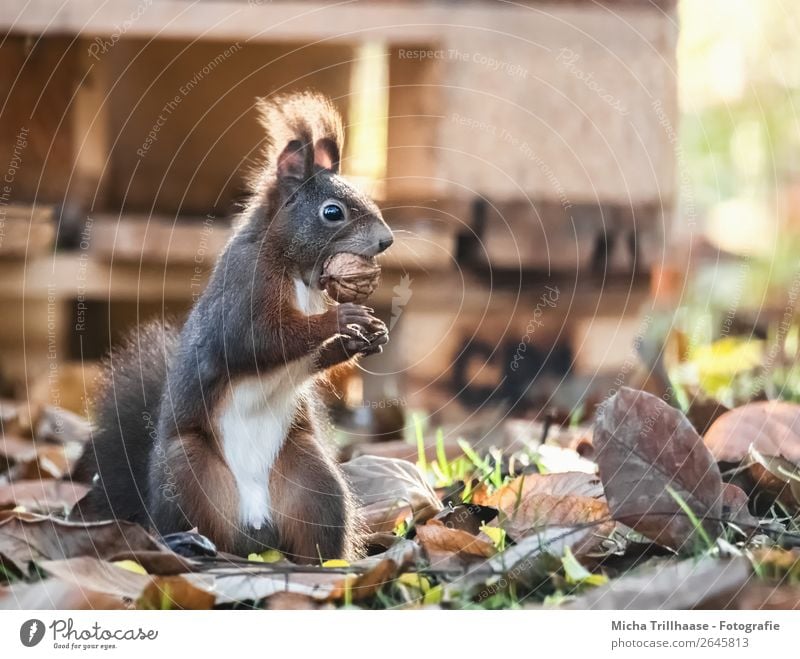 Standing squirrel with nut in mouth Fruit Nut Walnut Nature Animal Sunlight Beautiful weather Leaf Autumn leaves Wild animal Animal face Pelt Claw Paw Squirrel