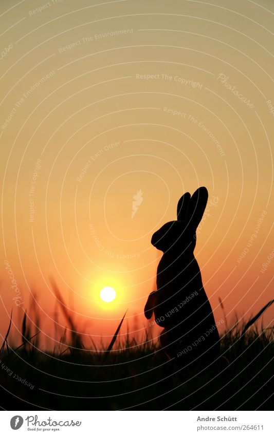 happy easter (no.1) Vacation & Travel Summer Sun Easter Environment Nature Cloudless sky Sunrise Sunset Sunlight Spring Beautiful weather Grass Bushes Animal