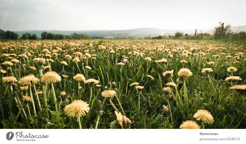 Rebellion of the dandelions. Environment Nature Landscape Plant Sky Horizon Spring Climate Flower Blossom Wild plant Meadow Yellow Green Spring fever Power