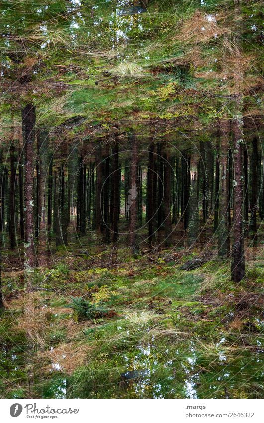 enchanted Environment Nature Tree Bushes Moss Forest Black Forest Surrealism Irritation Double exposure Jinxed Colour photo Exterior shot Abstract Deserted
