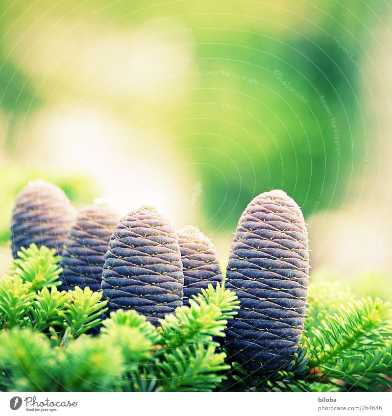 spring awakening Nature Animal Wild plant Fir tree Cone Fir branch Fir needle Green Silver Spring fever Anticipation Life Colour photo Exterior shot Deserted