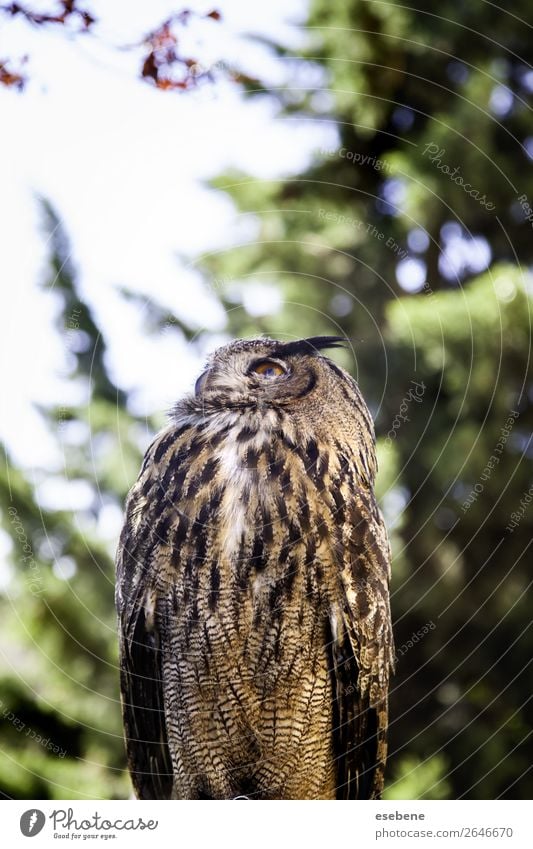Royal owl in a display of birds of prey, power and size Beautiful Face Nature Animal Bird Observe Wild Brown Yellow Gray Red Black White Wisdom Owl Eagle Beak
