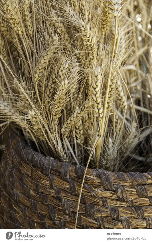 Wicker basket with dry wheat Bread Summer Easter Environment Nature Landscape Plant Wood Growth Fresh Natural Yellow Gold White Wheat Basket background