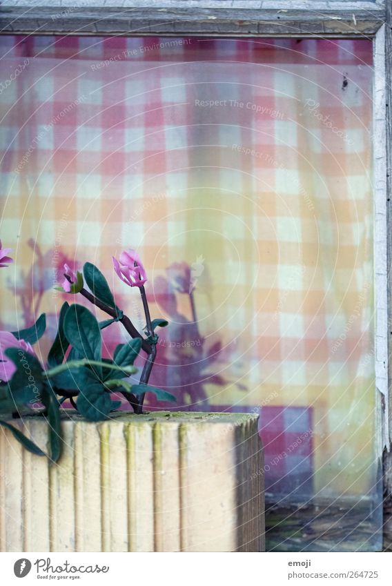 Art does not age Nature Spring Plant Flower Window Curtain Old Violet Cloth Checkered Artificial flowers Colour photo Exterior shot Close-up Detail Deserted Day