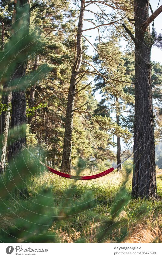 Hammock in the woods Lifestyle Beautiful Relaxation Leisure and hobbies Vacation & Travel Camping Summer Sun Nature Landscape Tree Park Forest Green Red Colour