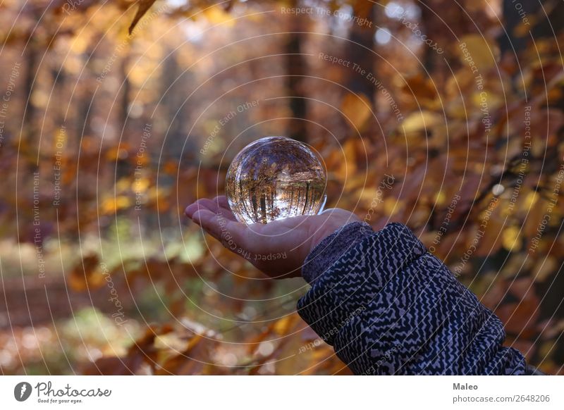 autumn Autumn Forest Landscape Nature Sphere Background picture Beautiful Vicinity Glass Glass ball Leaf Exterior shot Tree Autumn leaves Crystal Day Hand Plant