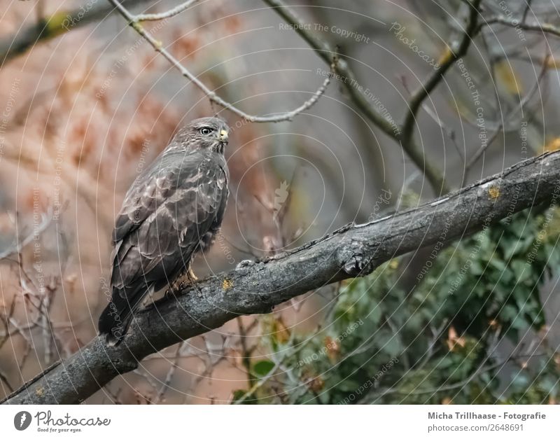 Buzzard in the tree Nature Animal Autumn Tree Wild animal Bird Animal face Wing Claw Bird of prey Hawk Common buzzard Feather Beak 1 Observe Hunting Looking Sit