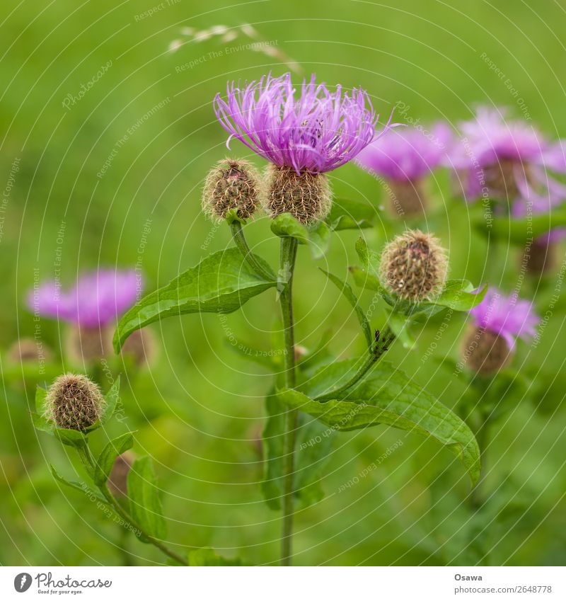 thistle Environment Nature Plant Summer Flower Leaf Blossom Foliage plant Wild plant Thistle Garden Park Meadow Green Violet Pink Complementary colour