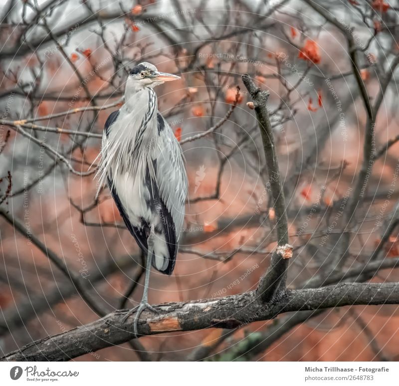 Heron in an autumn tree Nature Animal Sunlight Autumn Bad weather Tree Wild animal Bird Animal face Wing Claw Grey heron Beak Feather 1 Observe Looking Stand