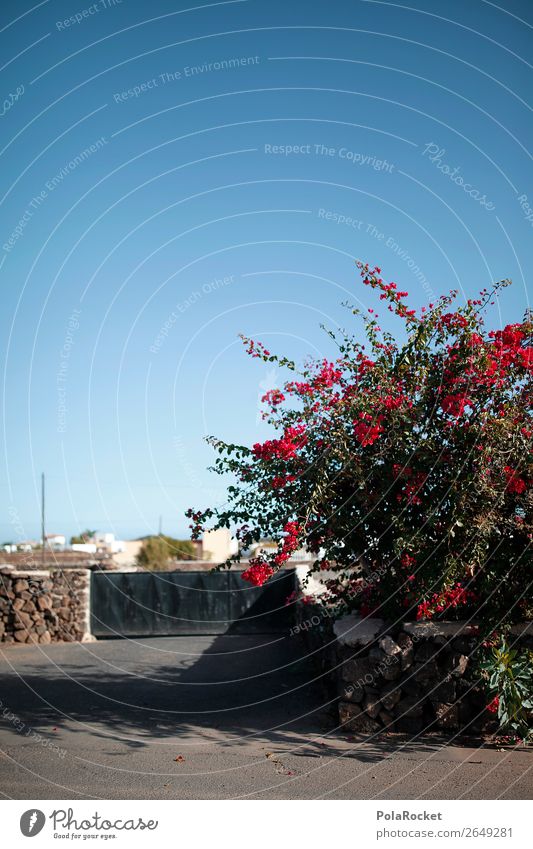 #AS# Weeds mediterranean Plant Esthetic Fuerteventura Red Bougainvillea Spain Mediterranean Blue sky Colour photo Multicoloured Exterior shot Detail