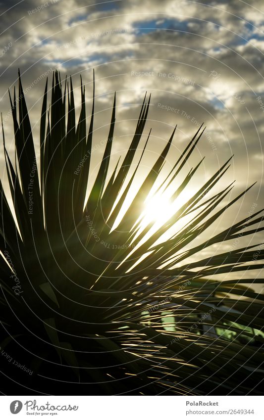 #AS# sun kiss palm Environment Nature Esthetic Palm tree Palm frond Sunset Sunlight Sunbeam Hide Idyll Green Foliage plant Palm House To enjoy Colour photo