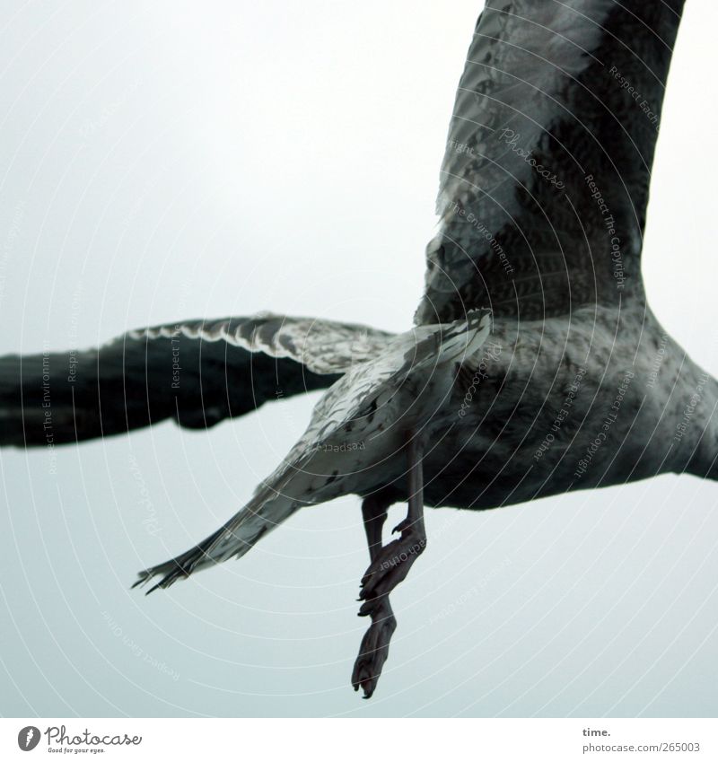KI09 | Headless poultry Animal Wild animal Bird Wing Paw Seagull 1 Flying Dark Rebellious Speed Gray Euphoria Power Brave Flexible Disappointment Esthetic